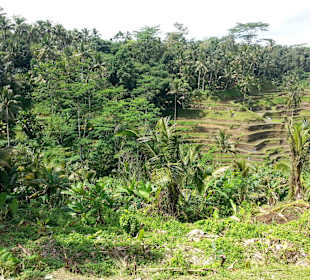 Blick auf die Terrassen