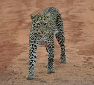 Leopard im Tsavo West