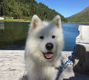 Max der schöne Samojede 