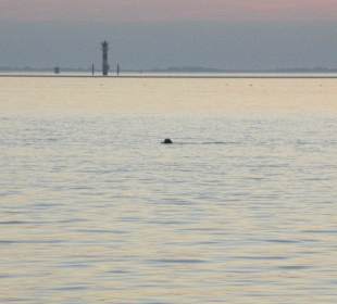 Seehund 