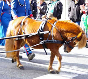 Hist.Königlich-Bay.Artillerie Bürgerwehr