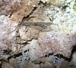 Insekten in der Höhle
