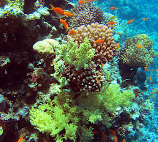 Schöner Riffblock mit einigen Fahnenbarschen