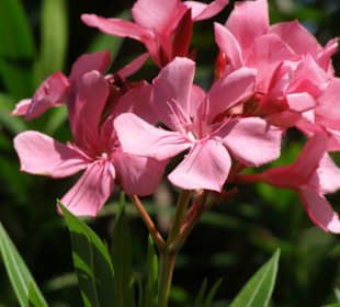 Blumenpracht der Insel