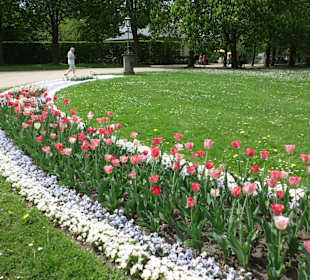 Tulpenblühte im Frühjahr