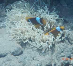 Nemo