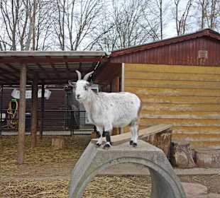 Streichelzoo Rülzheim