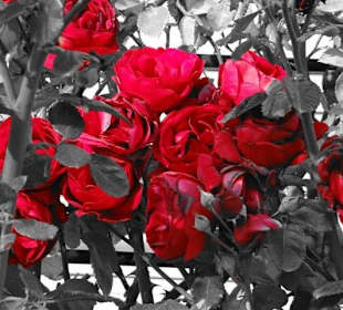 Wunderschöne Rosen beim Schloss