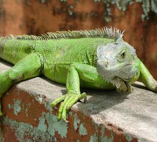 Iguana 