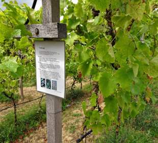 Im Weinberg auf dem Dach des Weinmuseums
