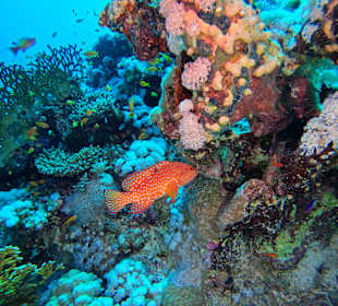 ORCA Dive Club Moreen Beach