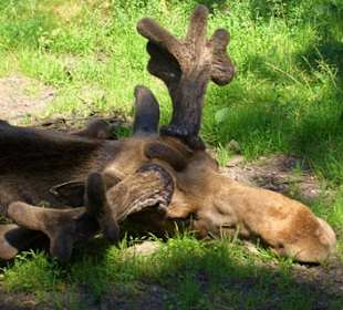 Freilichtmuseum Skansen - Elch