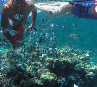 Кораллы и рыбы