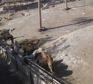 Oasis Park