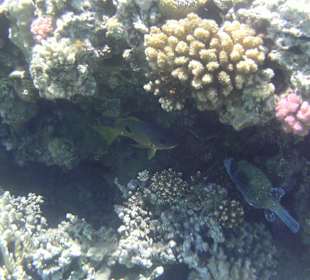 Schnorcheln am Hotelstrand