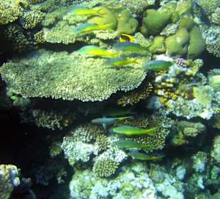 Am Hausriff Hotel Baron Resort