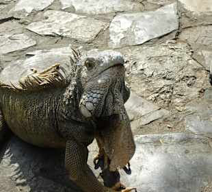 Leguane im Park vor der Kathetrale