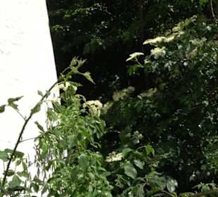 Heuberger Warte Seebronn