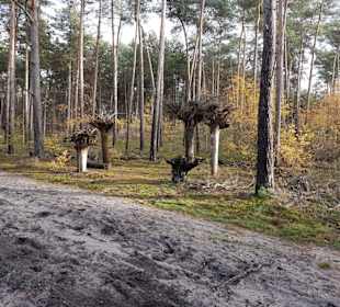 Bäume einmal verkehrt herum Ameisenpfad