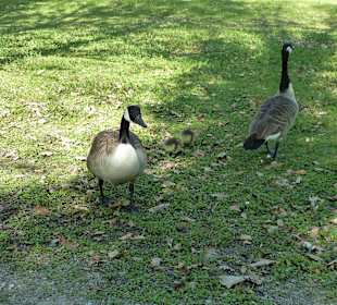 Graugänse