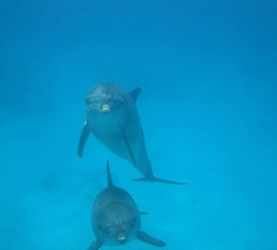 Die wunderschönen Delfine!