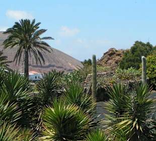 Lanzarote - Jardín de Cactus