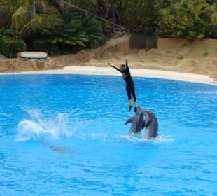 Delfin Show