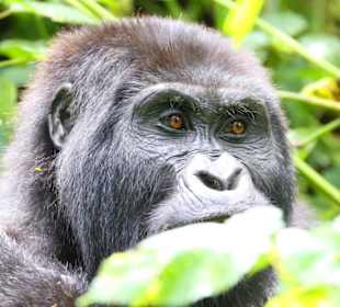 Berggorilla im Bwindi-Nationalpark
