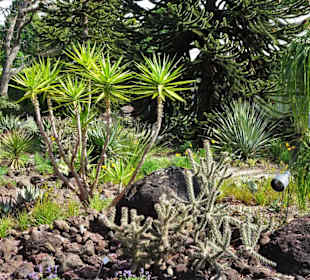 Spaziergang durch den Berggarten Hannover