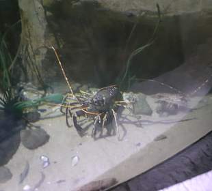 National Aquarium Malta