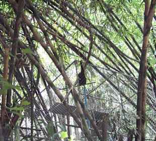 Gibbon