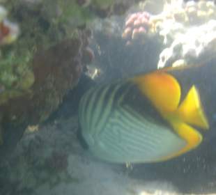 Sehr schöne Fische beim schnorcheln 