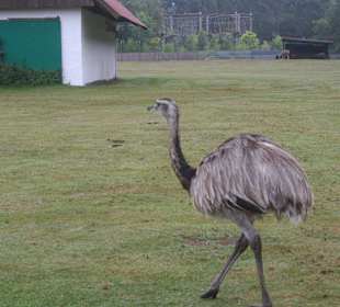 Ein Vogel