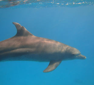 Delfin