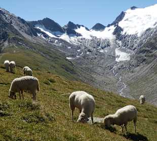 Schafe auf der Hohen Mut