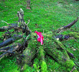 Kletterparadies in Kirchenbirkig