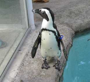 Pinguin