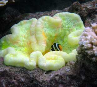 Clarks Anemonenfisch