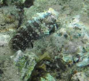 Hausriff Beach Albatros Resort