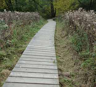 Holzweg über Sumpfgebiet