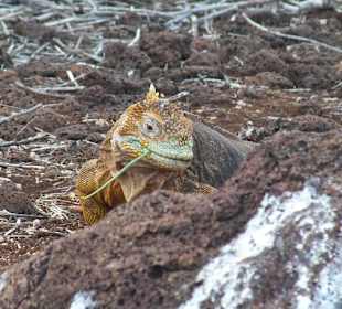 Наземная игуана