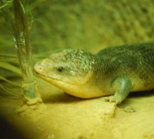 Serpentarium Blankenberge