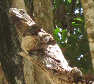 Leguan in Chichen Itza
