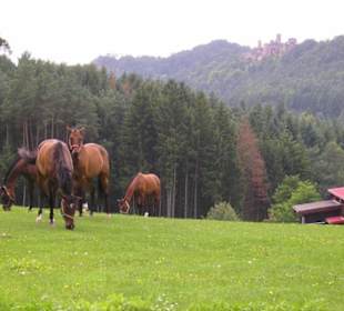 Blick zur Burg