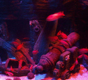 Sea Life Aquarium Gardaland