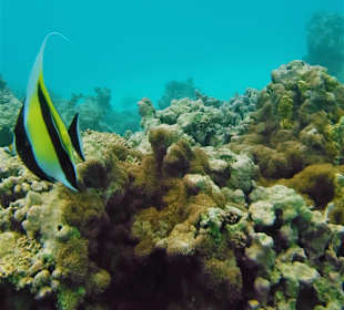 Schnorcheln Matemwe Beach