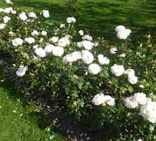 Hofgarten am Dachauer Schloss
