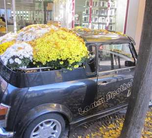 Chrysanthema Lahr