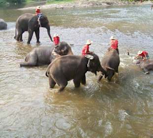 Maetaman Elephants Camp
