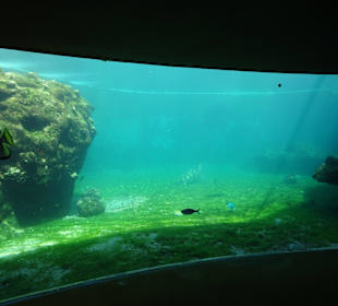 Aquarien zur Beobachtung der Schildkröten